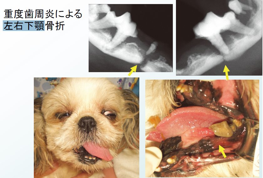 Case 2 ：僧帽弁閉鎖不全症の治療中に咳が増えた (チワワ・去勢オス・10歳3ヵ月・3.7kg)